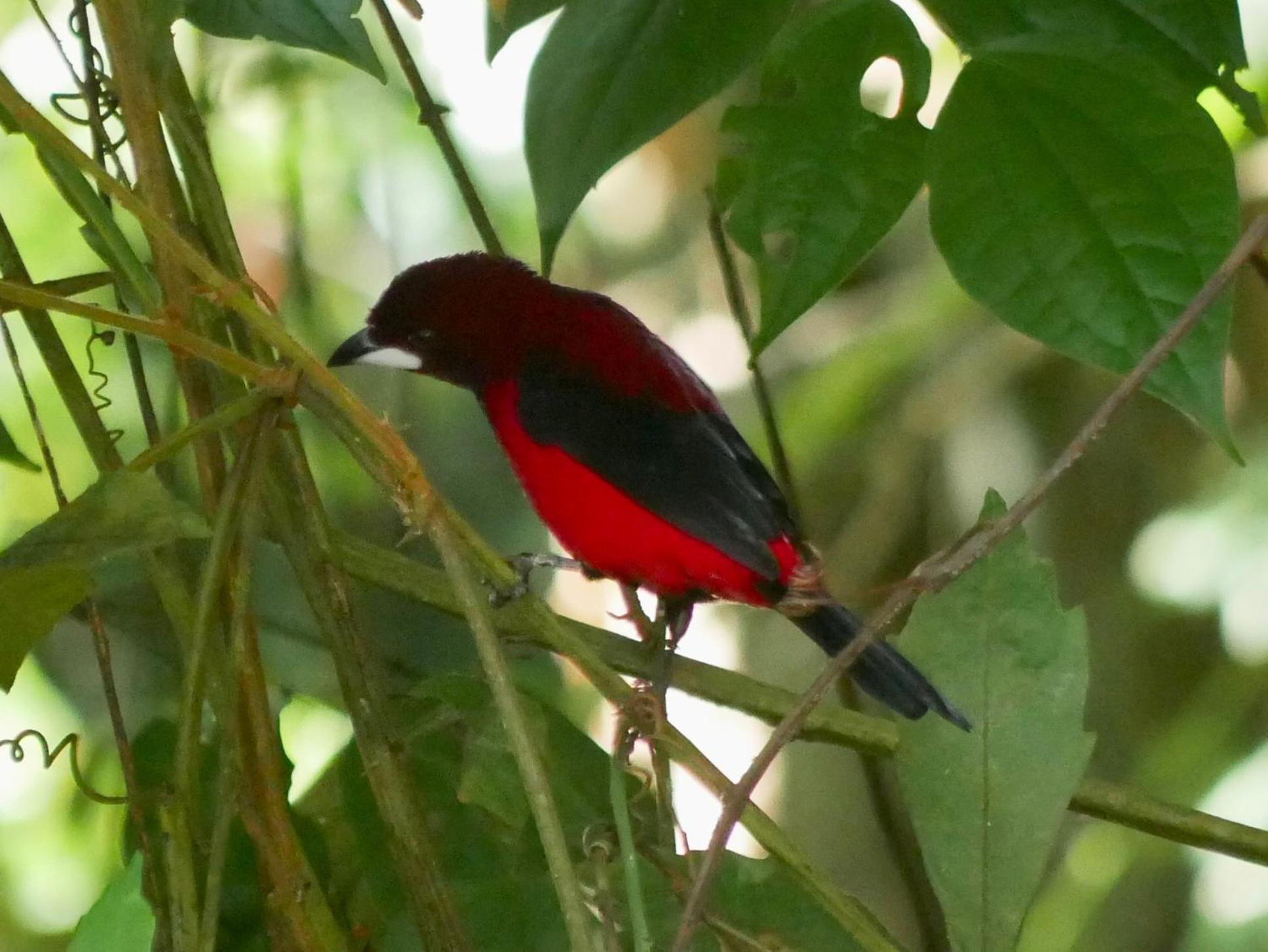 فندق La Cima Tayrona سانتا مارتا المظهر الخارجي الصورة